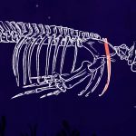 Encounter Deep Blue Whale Skeleton Fundraising